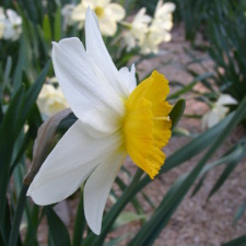 Amaryllidaceae Narcissus x hybridus hort. cv. Orange Beacon