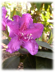 Ericaceae Rhododendron catawbiense Michx. var. grandiflorum