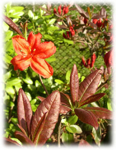 Ericaceae Rhododendron luteum Sweet cv. Fireball