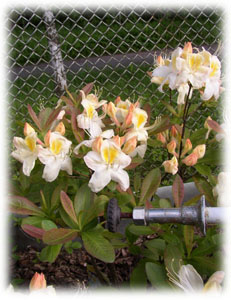 Ericaceae Rhododendron x hybridum hort. cv. Silver Slipper