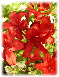 Ericaceae Rhododendron x hybridum hort. cv. Nabucco