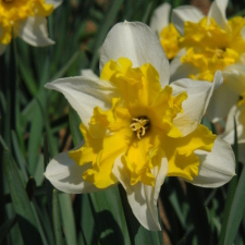 Amaryllidaceae Narcissus x hybridus hort. cv. Estella de Mol