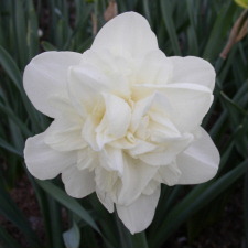 Amaryllidaceae Narcissus x hybridus hort. cv. Obdum