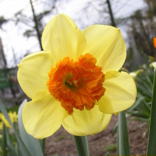Amaryllidaceae Narcissus x hybridus hort. cv. Modern Art