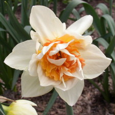Amaryllidaceae Narcissus x hybridus hort. cv. Replete
