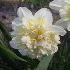 Amaryllidaceae Narcissus x hybridus hort. cv. Ice King