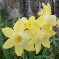 Amaryllidaceae Narcissus x hybridus hort. cv. Pipit