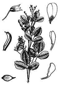 Fabaceae Lespedeza bicolor Turcz. 