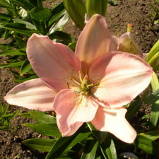 Lilium x hybridum hort. cv. Liberation