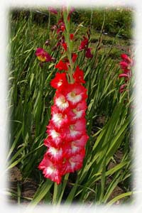 Iridaceae Gladiolus x hybridus hort. cv. Dicks Delight