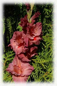 Gladiolus x hybridus hort. cv. Dumelis