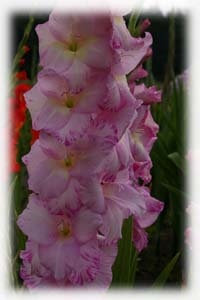Iridaceae Gladiolus x hybridus hort. cv. Her Majesty