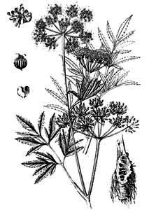 Apiaceae Cicuta virosa L. 