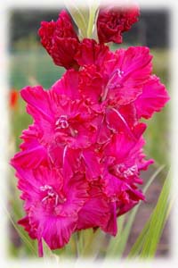Iridaceae Gladiolus x hybridus hort. cv. Mama Ama