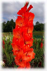Gladiolus x hybridus hort. cv. My Love