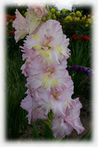 Gladiolus x hybridus hort. cv. Paparcio Ziedas