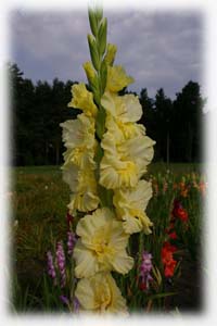 Iridaceae Gladiolus x hybridus hort. cv. Silva