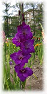 Iridaceae Gladiolus x hybridus hort. cv. Violetta