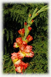 Iridaceae Gladiolus x hybridus hort. cv.  