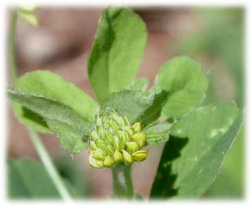 Fabaceae Medicago lupulina L. 