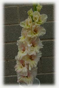 Iridaceae Gladiolus x hybridus hort. cv. Lione Sesuo