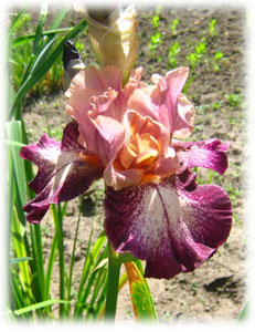 Iris x hybrida hort. cv. Carnival Song