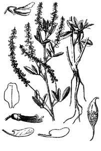 Fabaceae Melilotus albus Medik. 