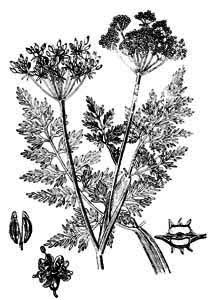 Apiaceae Conioselinum tataricum Hoffm. 