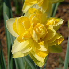 Amaryllidaceae Narcissus x hybridus hort. cv. Great Lip
