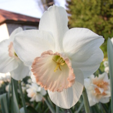 Amaryllidaceae Narcissus x hybridus hort. cv. Pink Pride
