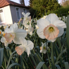 Amaryllidaceae Narcissus x hybridus hort. cv. Pink Pride