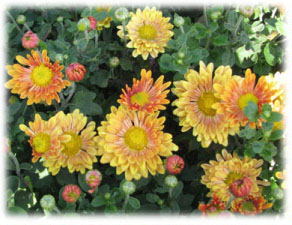 Chrysanthemum coreanum (H. Levl. et Vaniot) Nakai ex T. Mori cv. Sunny Blaus