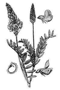Fabaceae Onobrychis viciifolia Scop. 
