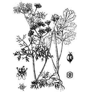 Apiaceae Coriandrum sativum L. 
