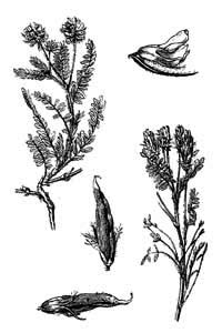 Fabaceae Oxytropis pilosa (L.) DC. 