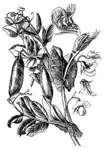 Fabaceae Pisum sativum L. 