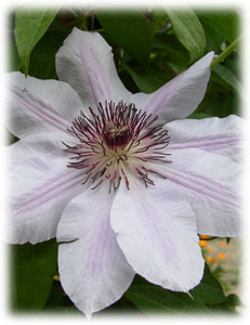 Ranunculaceae Clematis x hybrida hort. cv. Nelly Moser