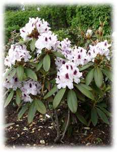 Ericaceae Rhododendron x hybridum hort. cv. Calsap