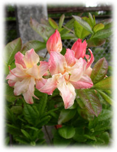 Rhododendron x hybridum hort. cv. Cannon Double
