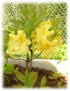 Rhododendron x hybridum hort. cv. Anneke