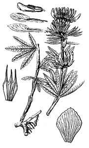 Fabaceae Trifolium lupinaster L. 