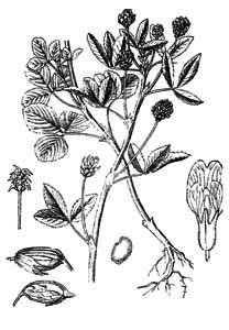 Fabaceae Trigonella caerulea (L.) Ser. 