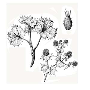 Apiaceae Eryngium maritimum L. 