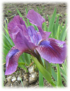 Iridaceae Iris x hybrida hort. cv. Eye Schadow