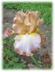 Iridaceae Iris x hybrida hort. cv. Different World