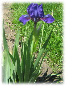 Iridaceae Iris x hybrida hort. cv. Blue Beret