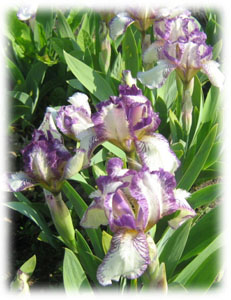 Iris x hybrida hort. cv. Bayberry Candle