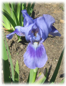 Iris x hybrida hort. cv. April Accent