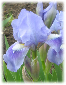 Iridaceae Iris x hybrida hort. cv. April Accent