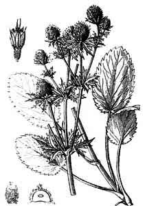 Apiaceae Eryngium planum L. 